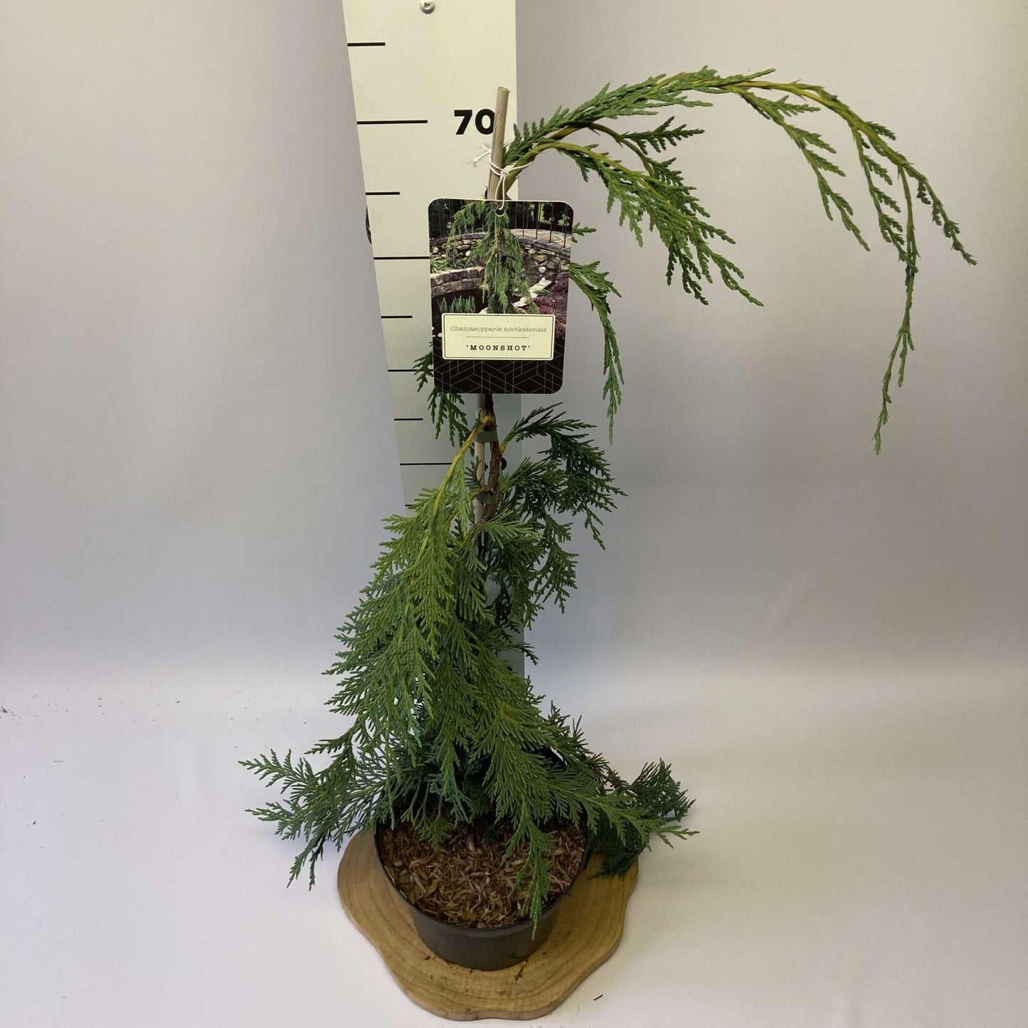 Chamaecyparis Nootkatensis Moonshot - View 15 from www redcrocus com