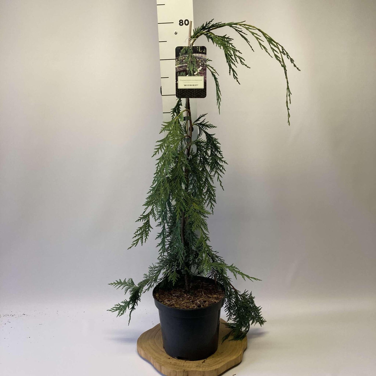 Chamaecyparis Nootkatensis Moonshot - View 16 from www redcrocus com