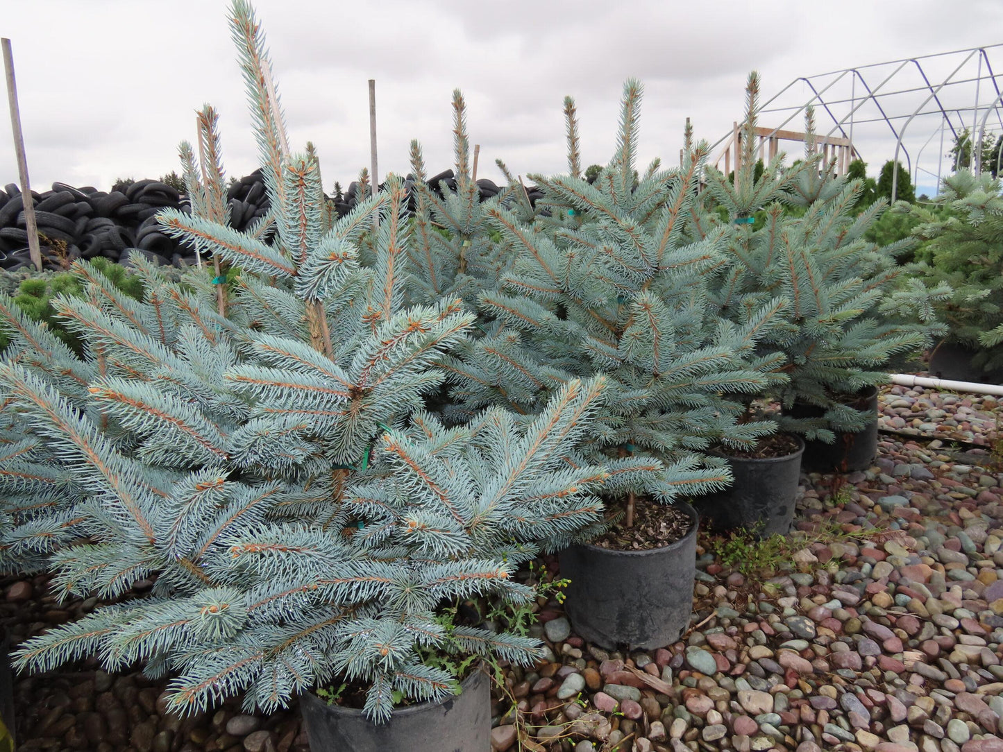 Picea Pungens Fat Albert - View 12 from www redcrocus com