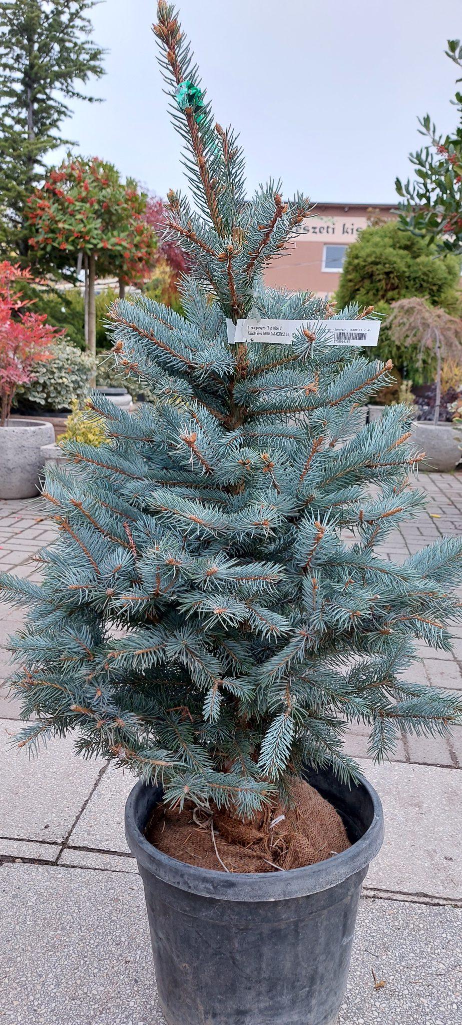 Picea Pungens Fat Albert - View 16 from www redcrocus com