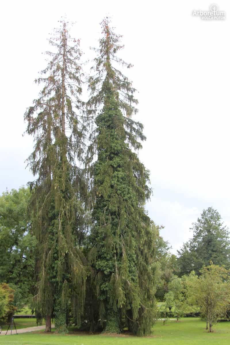 Picea Abies Pendula Staked - View 10 from www redcrocus com