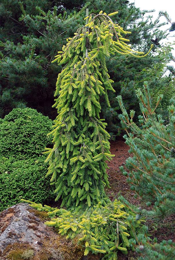 Picea Abies Pendula Staked - View 11 from www redcrocus com