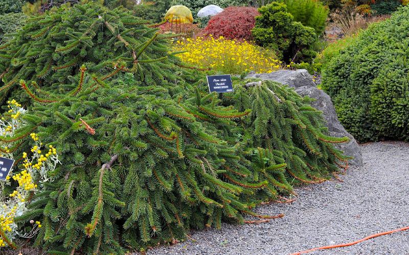Picea Abies Pendula Staked - View 12 from www redcrocus com