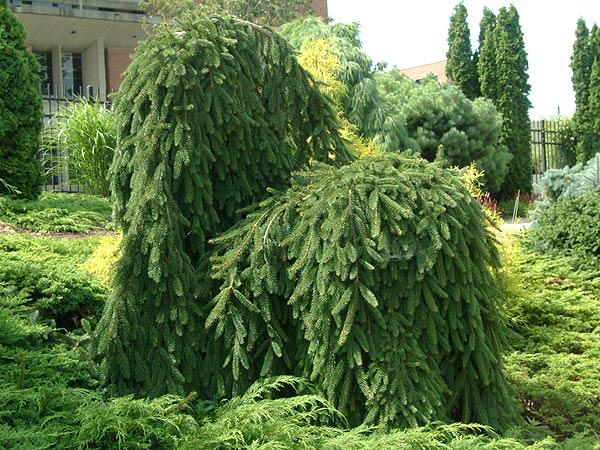 Picea Abies Pendula Staked - View 14 from www redcrocus com
