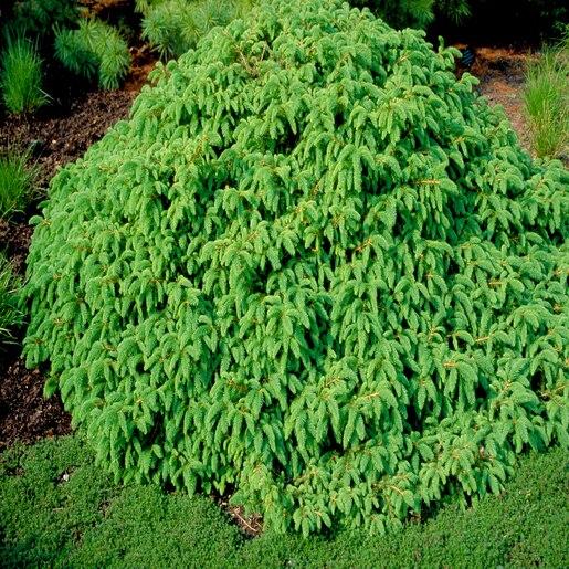 Picea Abies Pendula Staked - View 15 from www redcrocus com