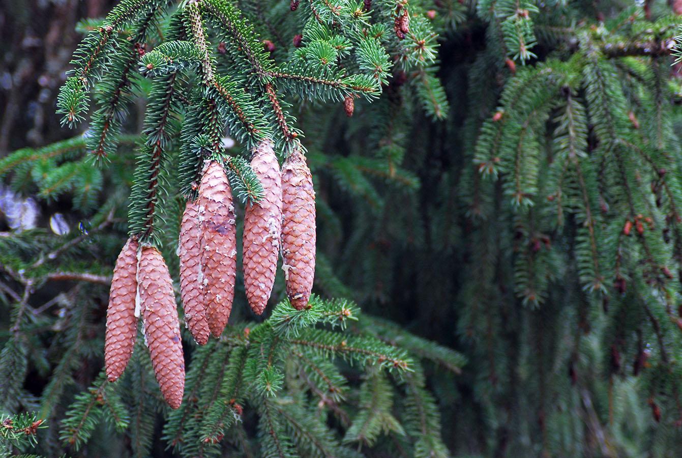 Picea Abies Pendula Staked - View 16 from www redcrocus com