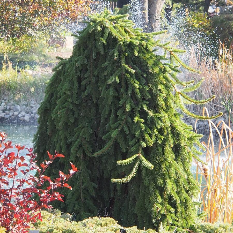 Picea Abies Pendula Staked - View 1 from www redcrocus com