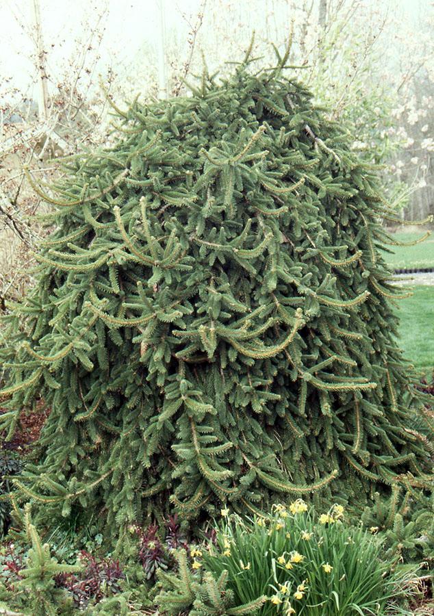 Picea Abies Pendula Staked - View 3 from www redcrocus com