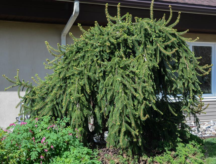 Picea Abies Pendula Staked - View 4 from www redcrocus com