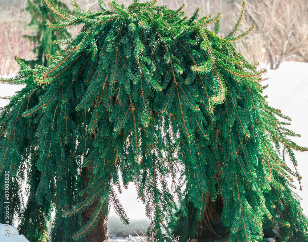 Picea Abies Pendula Staked - View 6 from www redcrocus com