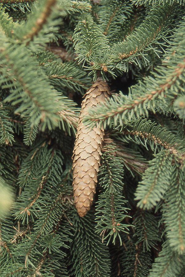 Picea Abies Pendula Staked - View 8 from www redcrocus com