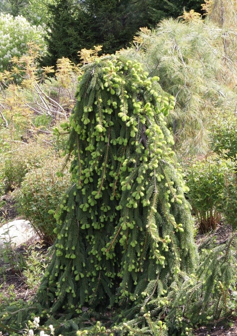Picea Abies Pendula Staked - View 9 from www redcrocus com