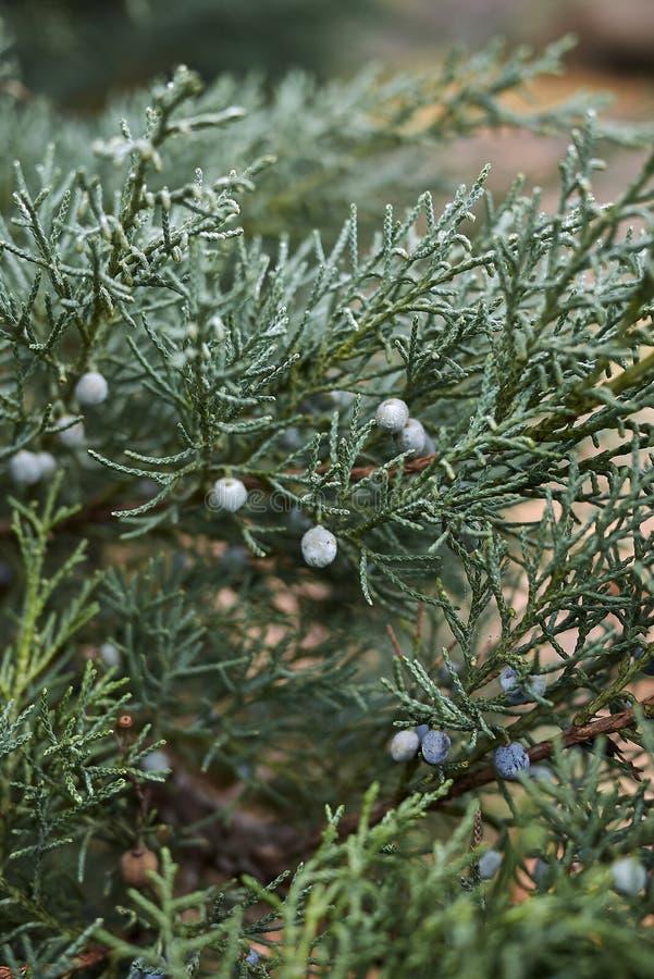 Juniperus Scopulorum Candelabra - View 10 from www redcrocus com