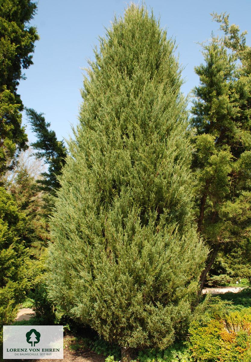 Juniperus Scopulorum Candelabra - View 11 from www redcrocus com