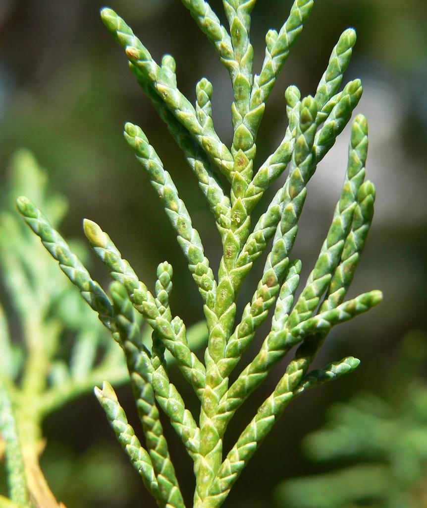 Juniperus Scopulorum Candelabra - View 6 from www redcrocus com
