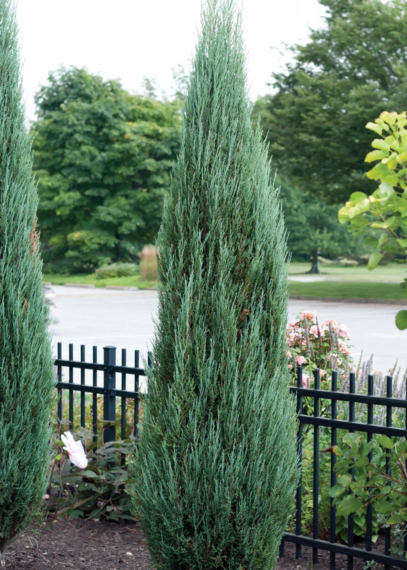 Juniperus Scopulorum Candelabra - View 7 from www redcrocus com