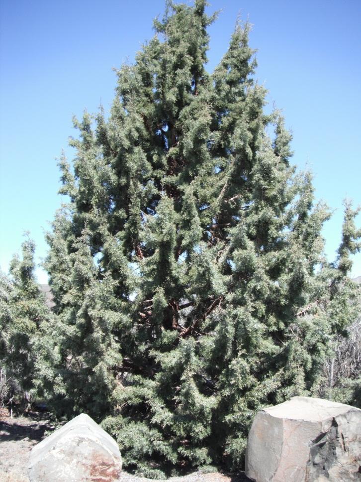 Juniperus Scopulorum Candelabra - View 9 from www redcrocus com