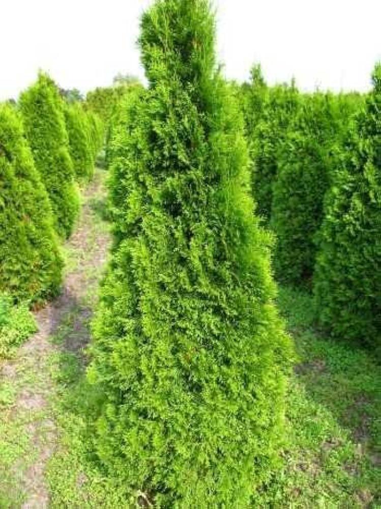 Thuja Occidentalis 'emerald Green' Gb - View 26 from www redcrocus com
