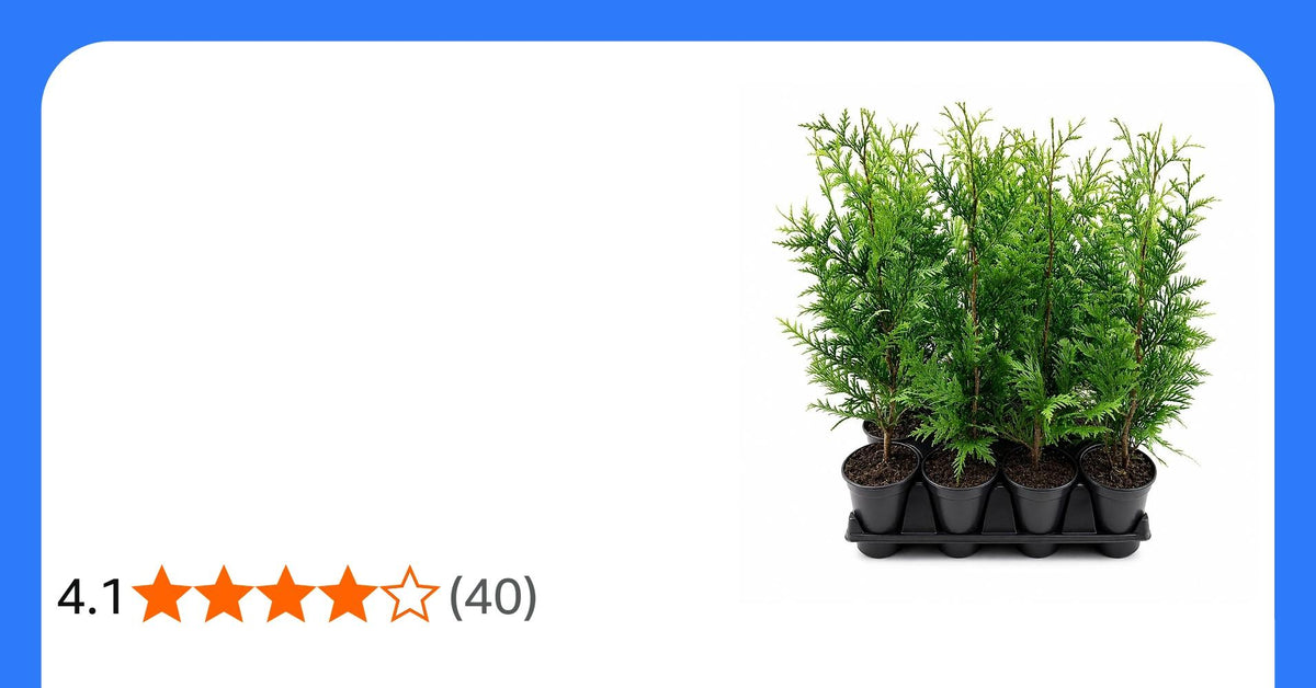 Thuja Occidentalis 'emerald Green' Gb - View 36 from www redcrocus com