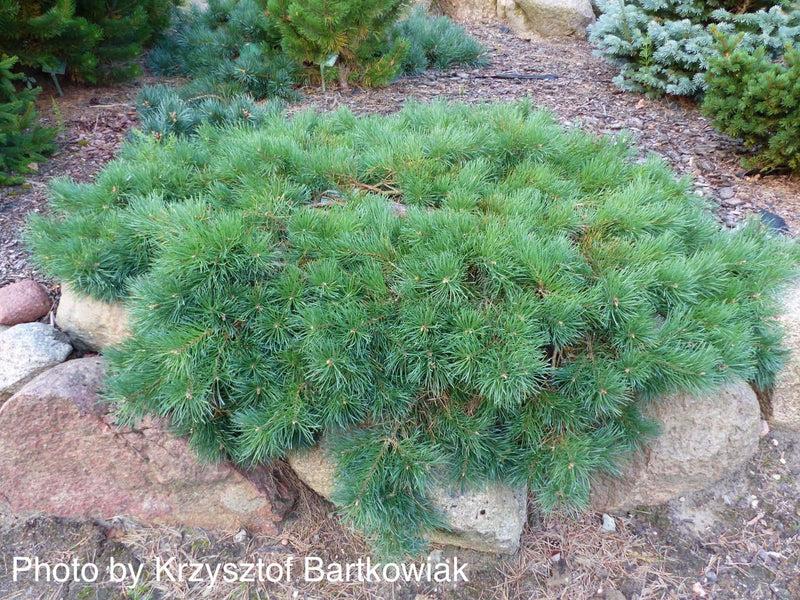 Pinus Sylvestris 'hillside Creeper' - View 8 from www redcrocus com