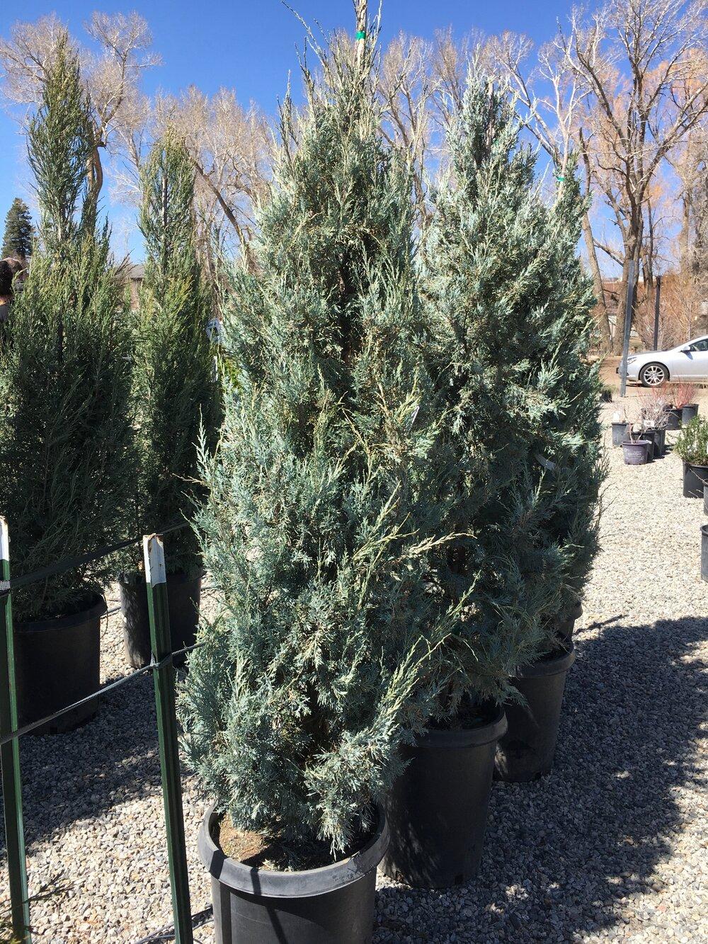 Juniperus Scopulorum Woodward - View 13 from www redcrocus com