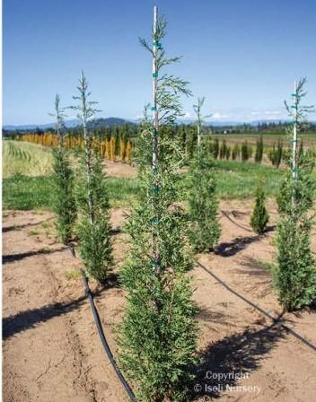 Juniperus Scopulorum Woodward - View 14 from www redcrocus com