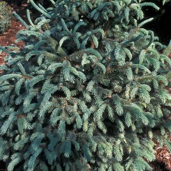 Juniperus Scopulorum Woodward - View 16 from www redcrocus com