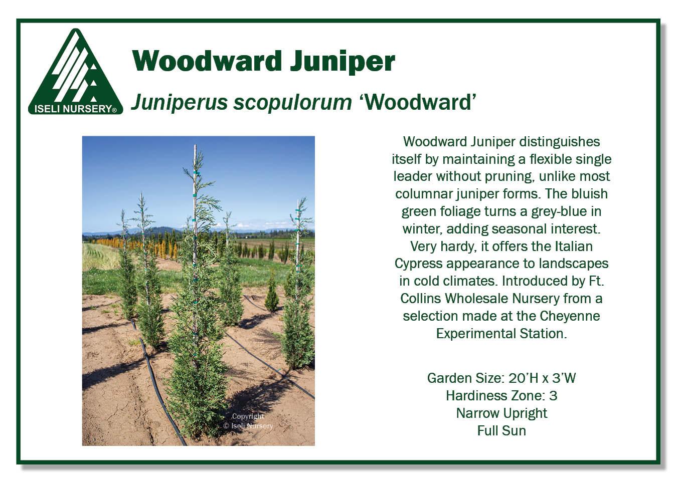 Juniperus Scopulorum Woodward - View 2 from www redcrocus com