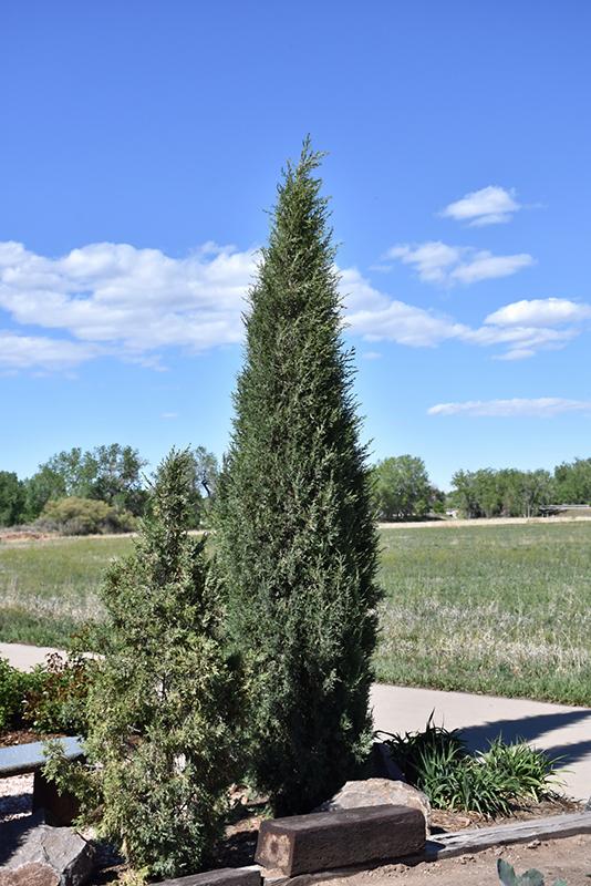 Juniperus Scopulorum Woodward - View 3 from www redcrocus com