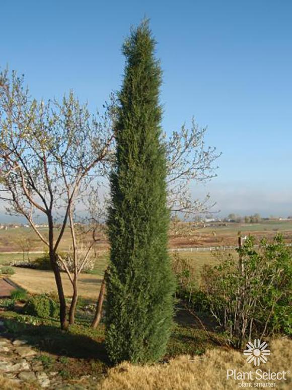 Juniperus Scopulorum Woodward - View 5 from www redcrocus com