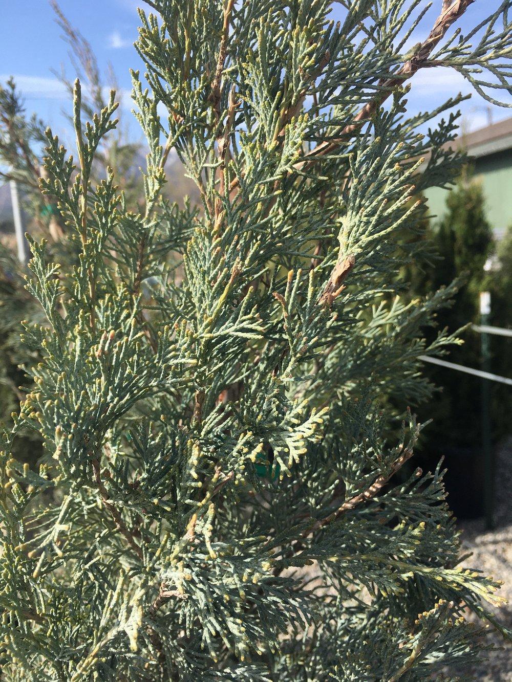 Juniperus Scopulorum Woodward - View 6 from www redcrocus com
