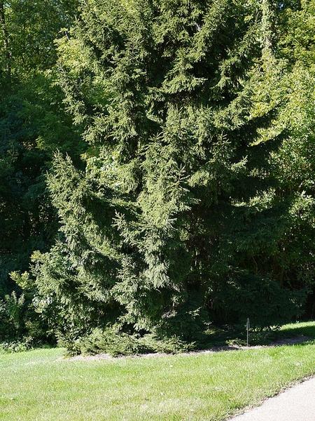 Picea Orientalis Nana - View 10 from www redcrocus com