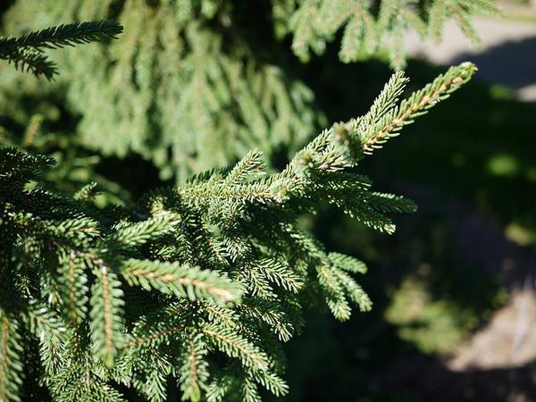 Picea Orientalis Nana - View 11 from www redcrocus com