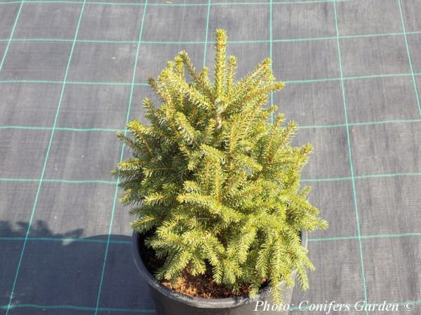 Picea Orientalis Nana - View 12 from www redcrocus com