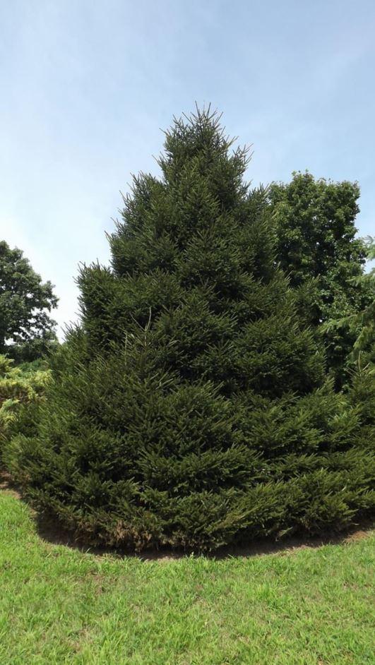 Picea Orientalis Nana - View 13 from www redcrocus com