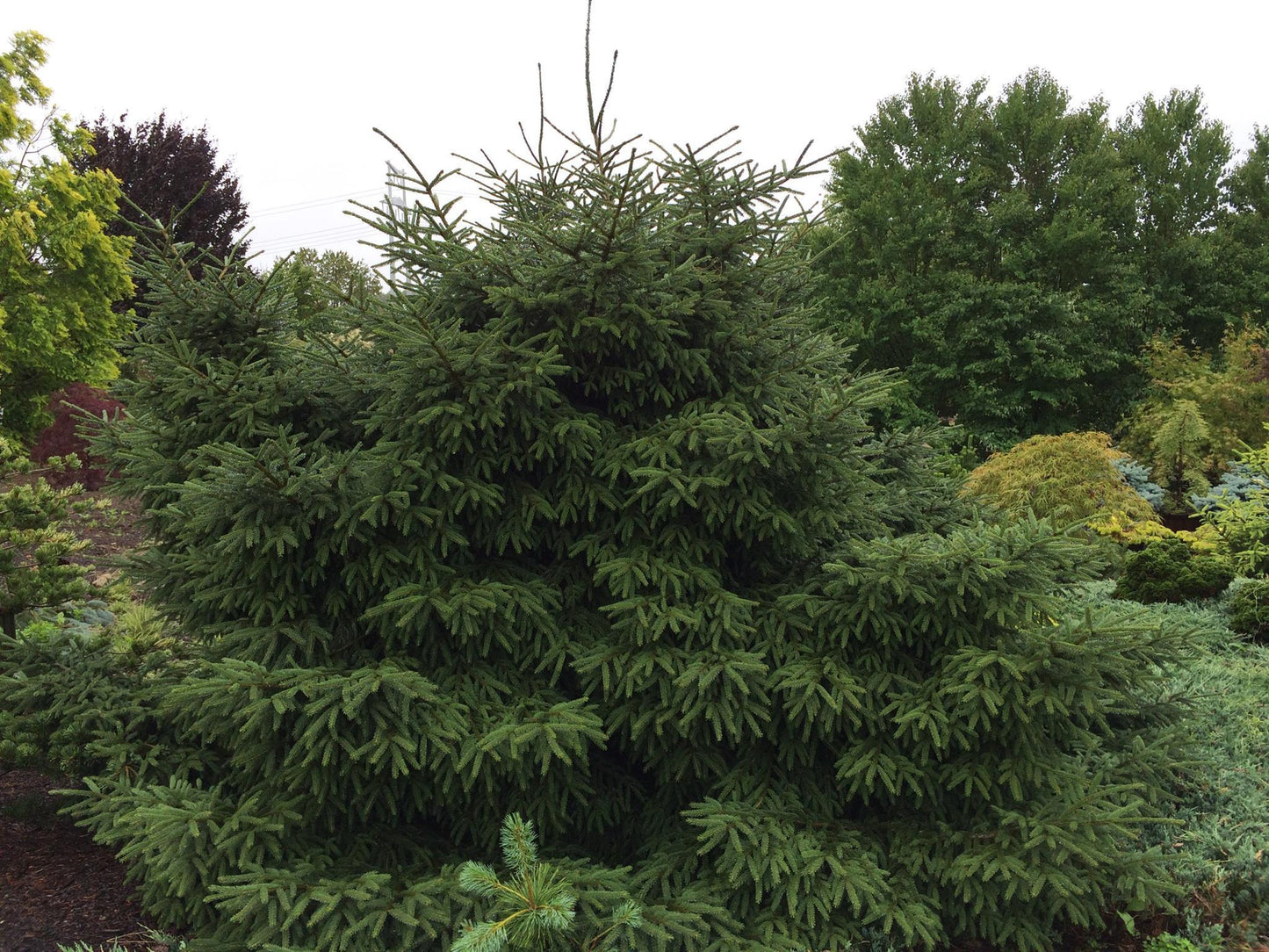 Picea Orientalis Nana - View 14 from www redcrocus com