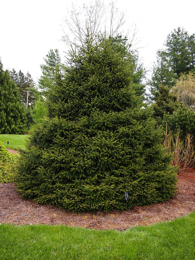Picea Orientalis Nana - View 15 from www redcrocus com