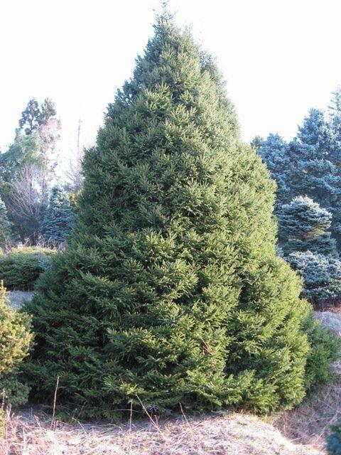 Picea Orientalis Nana - View 16 from www redcrocus com