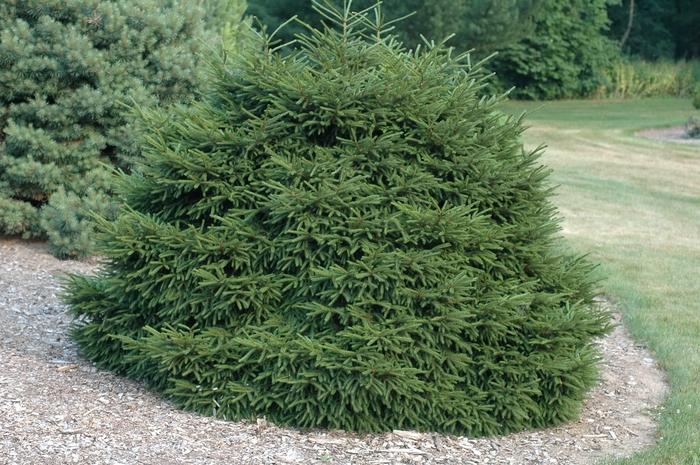 Picea Orientalis Nana - View 1 from www redcrocus com