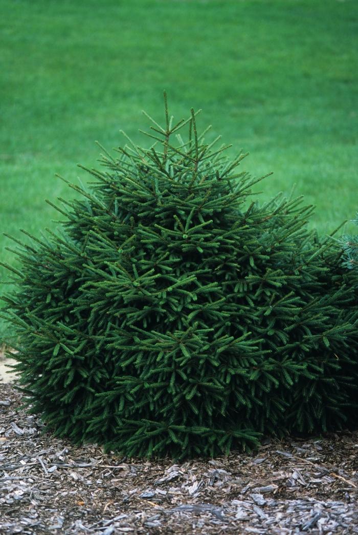 Picea Orientalis Nana - View 2 from www redcrocus com