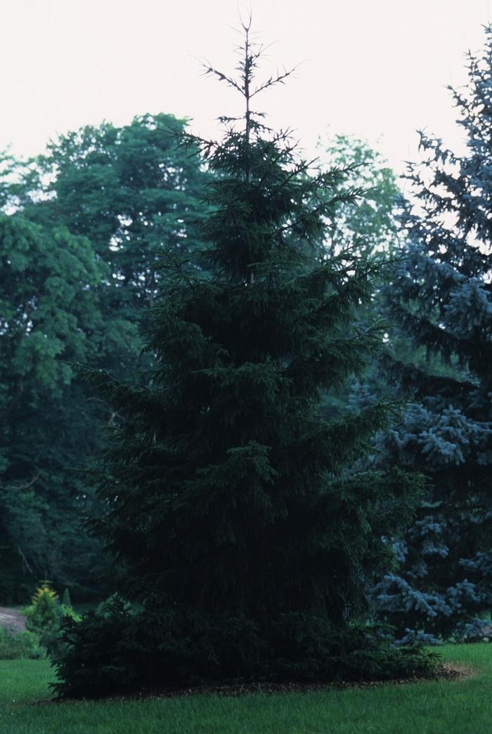 Picea Orientalis Nana - View 3 from www redcrocus com