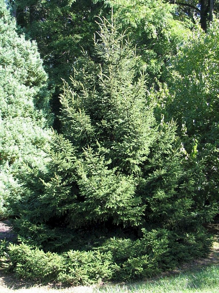 Picea Orientalis Nana - View 5 from www redcrocus com