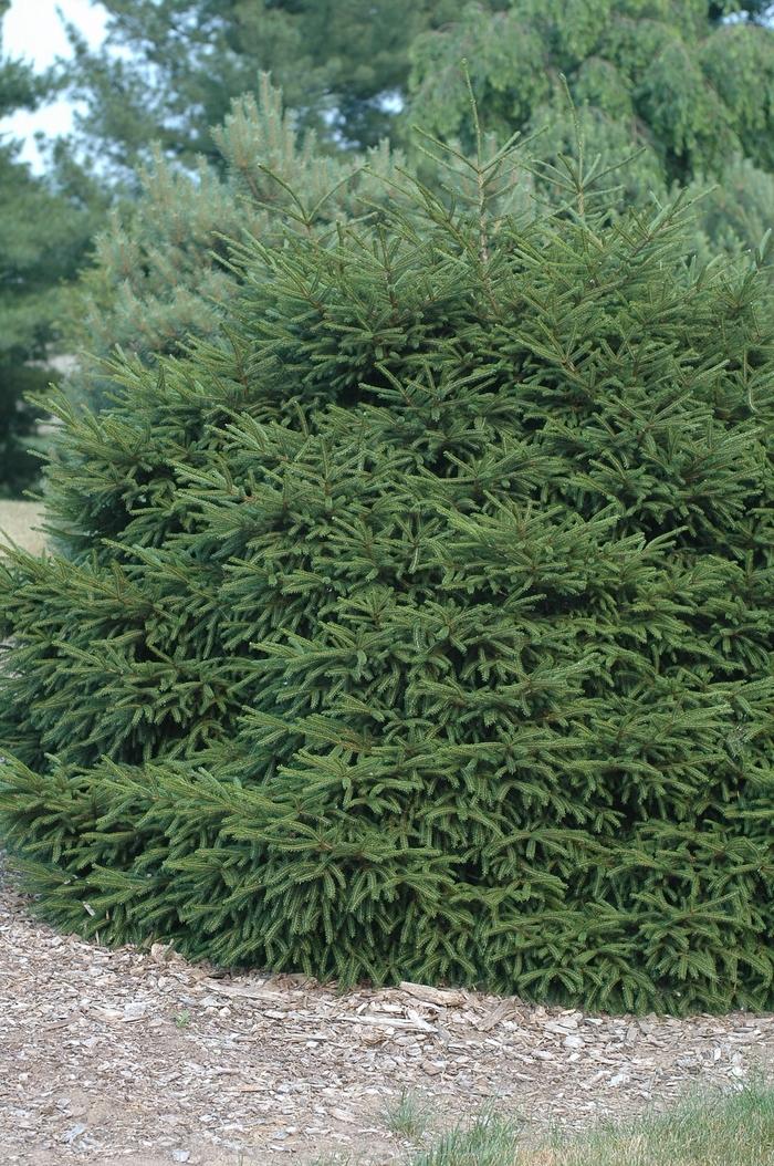 Picea Orientalis Nana - View 6 from www redcrocus com