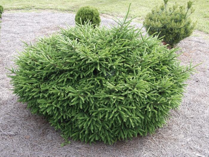 Picea Orientalis Nana - View 7 from www redcrocus com