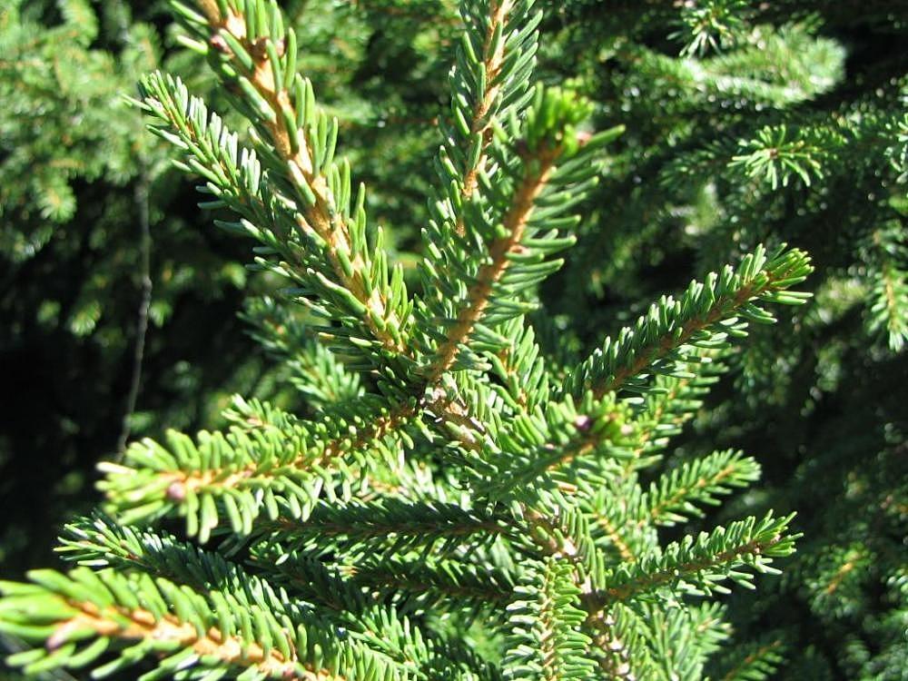Picea Orientalis Nana - View 8 from www redcrocus com
