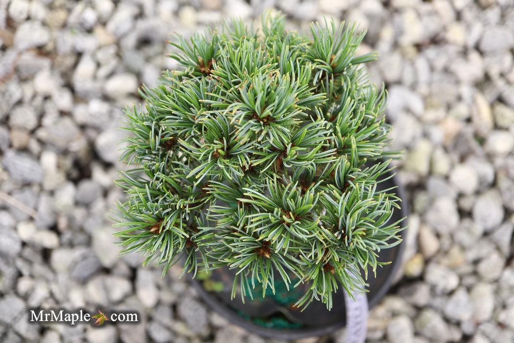 Pinus Parviflora Eiko Nishiki - View 10 from www redcrocus com