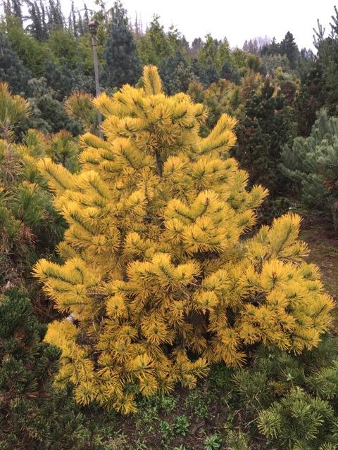 Pinus Parviflora Eiko Nishiki - View 11 from www redcrocus com