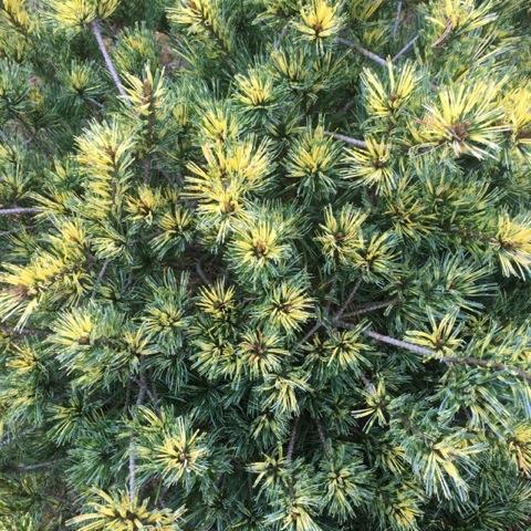 Pinus Parviflora Eiko Nishiki - View 12 from www redcrocus com