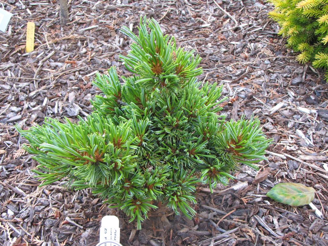 Pinus Parviflora Eiko Nishiki - View 16 from www redcrocus com