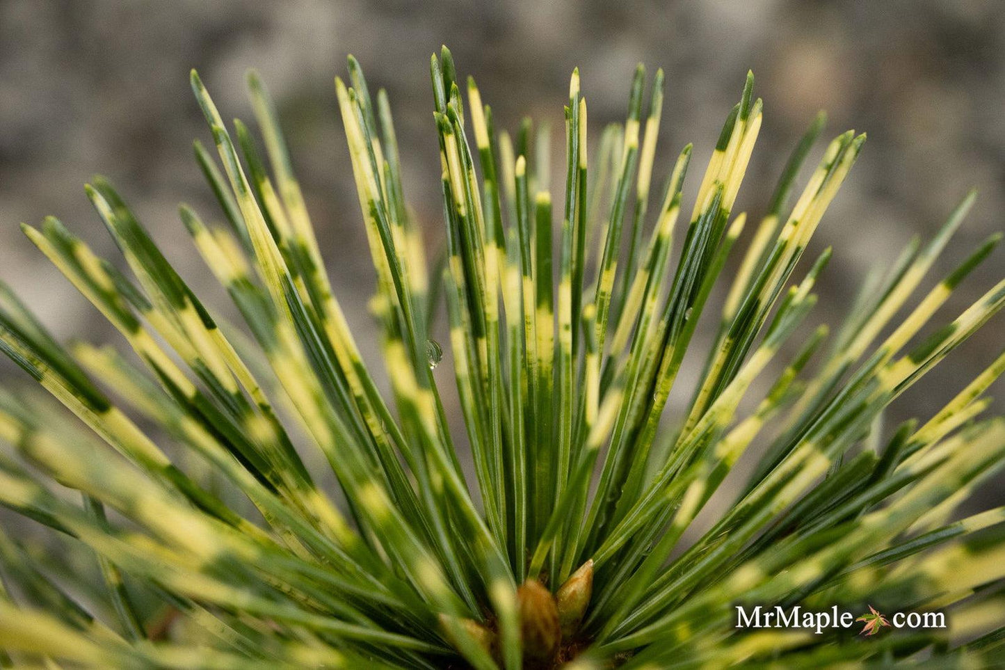 Pinus Parviflora Eiko Nishiki - View 17 from www redcrocus com